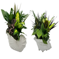 Conch Shell Dish Garden